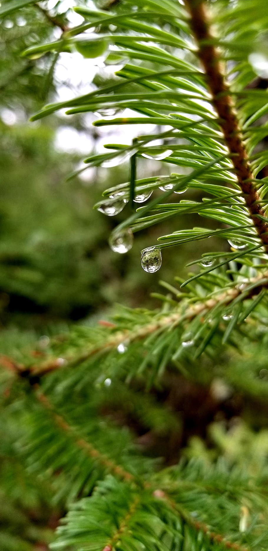 pine tree, needles, close up, water drop, forest, rain, nature, greenery, woods, reflection
