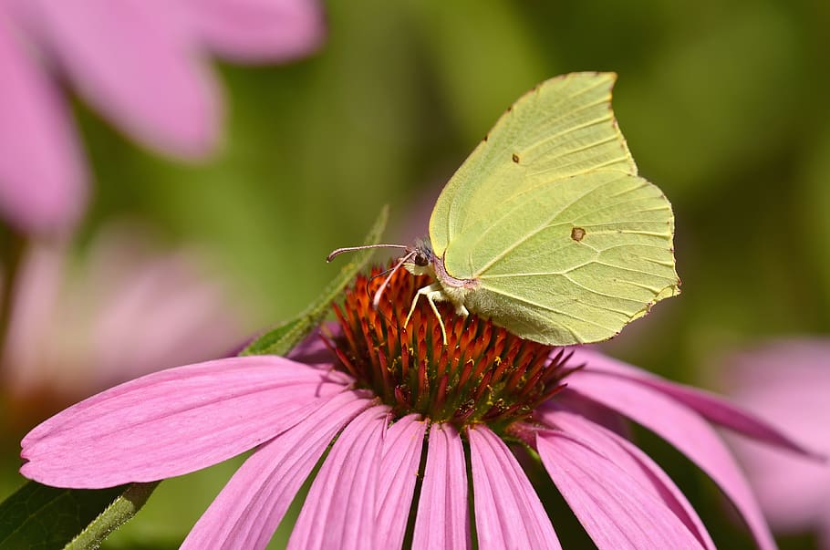 gonepteryx rhamni, mariposa, flor, floración, coneflower, naturaleza, jardín, mariposas, insecto, planta