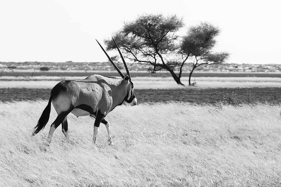 gemsbok, gemsbuck, oryx, antelope, nature, wild, wildlife, mammal, animal, deception pan