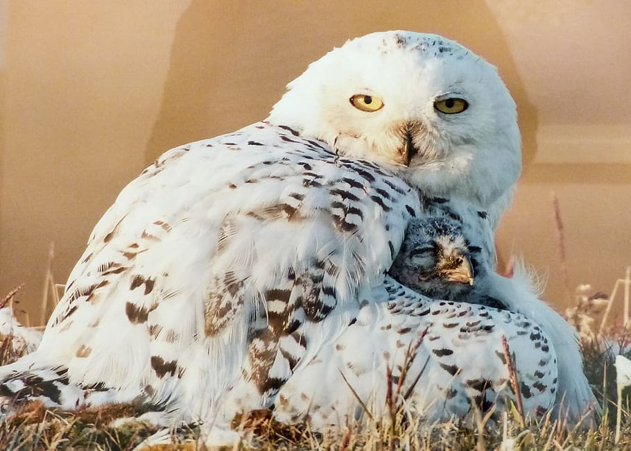 snow owl, bird, white, chick, animal, predator, wildlife, prey, hunter, nature