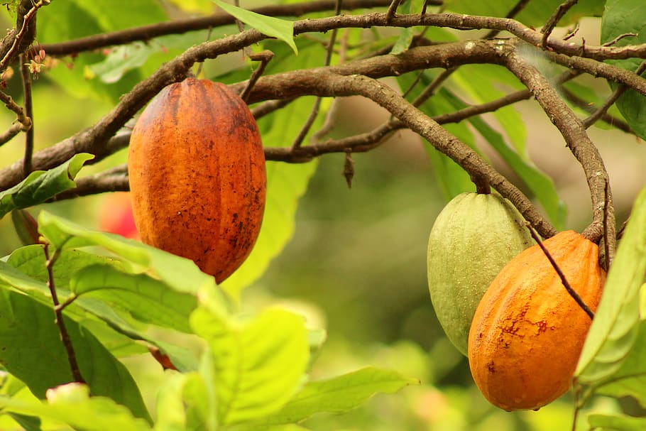 fruit, cocoa, food, tasty, chocolate, nature, food and drink, plant, growth, healthy eating