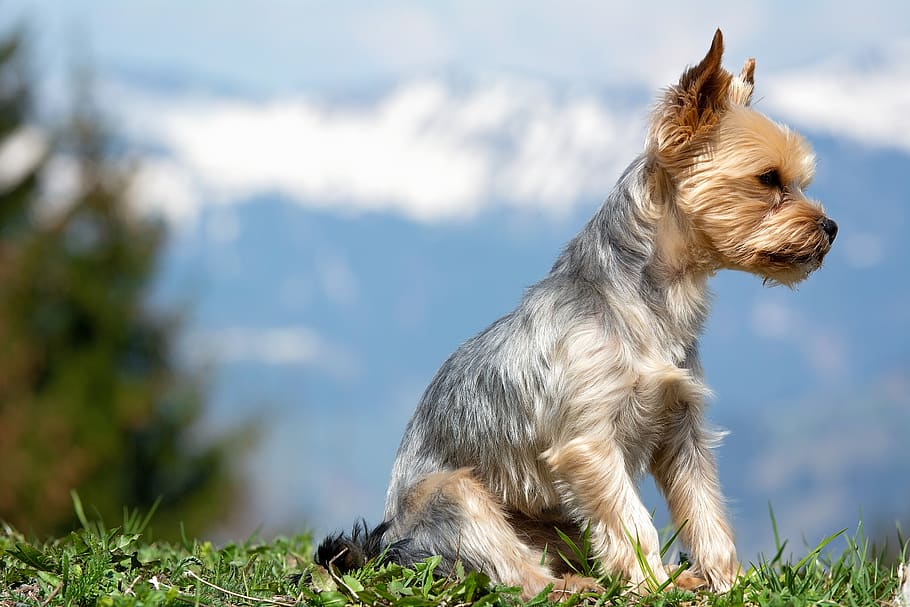 Image result for Yorkshire Terrier