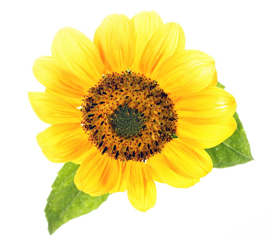 sunflower, yellow, bloom, summer, bright, freshness, flowering plant, flower, studio shot, flower head