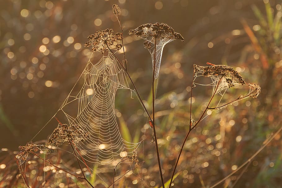 nature conservation, spring lake, federsee pier, nature, landscape protection, nature reserve, spin, cobweb, morning sun, dew