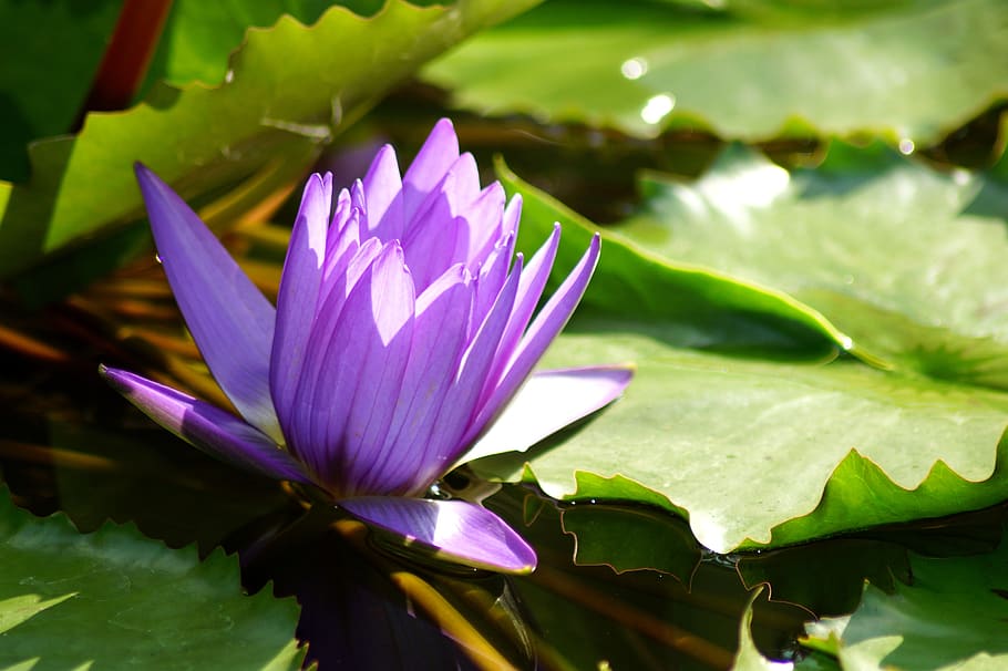 water lily, flower, nymphaea, lotus, lotus blossom, nuphar lutea, purple water lily, purple pond rose, nature, plant