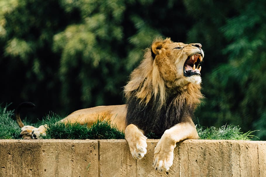 lion, zoo, animal, male, safari, lioness, wildcat, fur, growl, angry