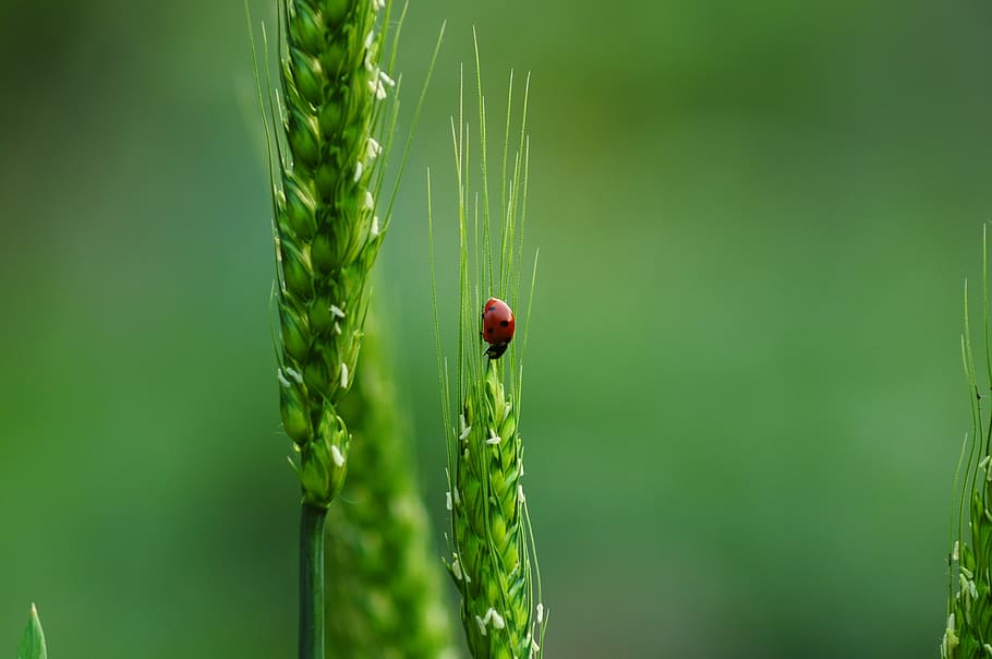 ladybugs, wheat, biodiversity, ladybug, nature, insect, agriculture, summer, cereals, food