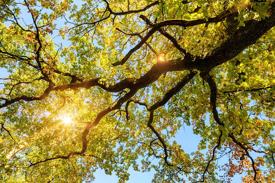 oak, tree, leaves, autumn, sun, sunbeam, light, colorful, aesthetic, sky
