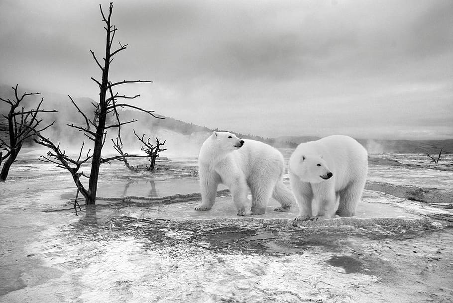 polar bear, winter, nature, white, antarctica, animals, cold temperature, animal, snow, animal themes