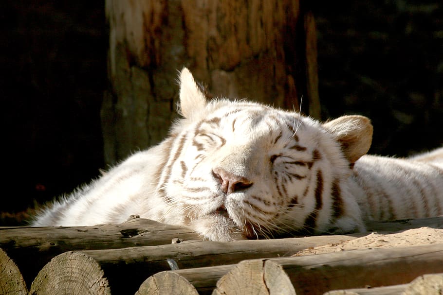 backhoe, tiger, siesta, park, zoo, animal, white tiger, mammal, animal themes, feline