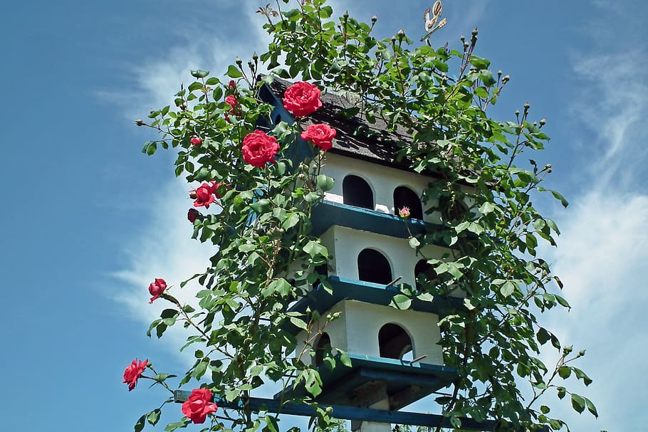 birdhouse, roses, flowers, creeper, red, garden, summer, sky, nature, ornament