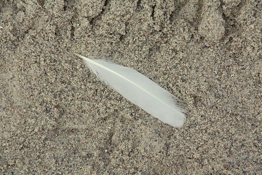 feather, sand, beach, photo book, background, bird, nature, coast, sea, animal world