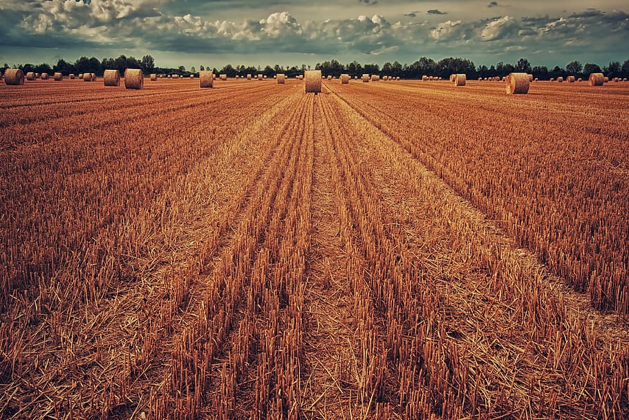 bale of hay, farm, crops, round, farmfield, sky, autumn, row, agriculture, land