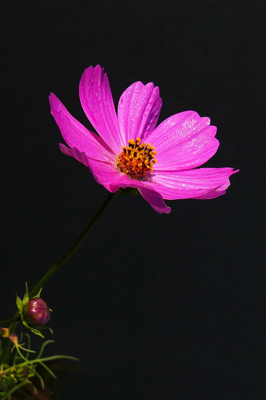 bunga kosmos, gelap, latar belakang, tanaman kosmos, bunga merah muda, gambar bunga, foto bunga, gambar bunga indah, bunga, tanaman berbunga