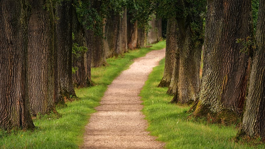 park, trees, path, walk, hike, green grass, woods, forest, nature, scenic