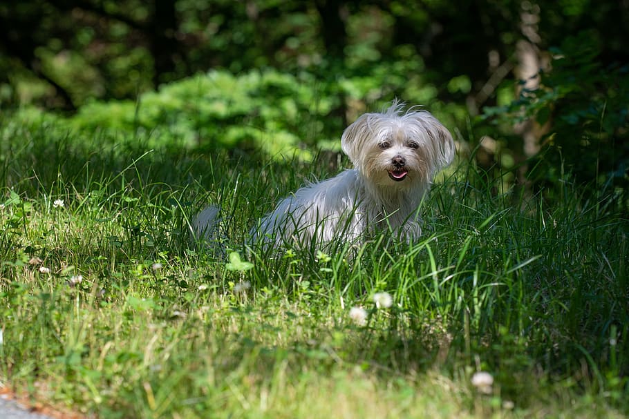 dog, meadow, shadow, white, white dog, small, small dog, maltese, havanese, forest