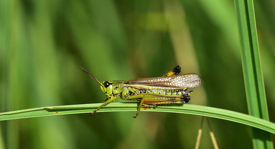grasshopper, insect, close up, nature, green, viridissima, animal, summer, macro, grass