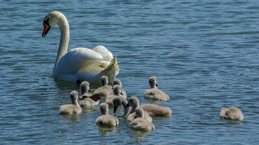 swan, the brood, animal, waterfowl, winged, group, nature, summer, beautiful, young