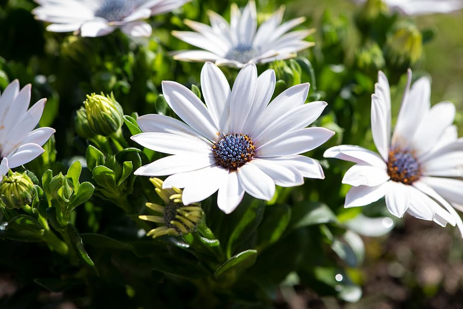 cape daisies, flowers, plant, garden, nature, in the garden, bloom, spring, spring flowers, flora
