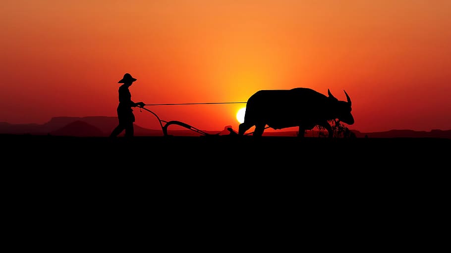 sunset, asia, labour, work, nature, sky, silhouette, buffalo, rice field, plow