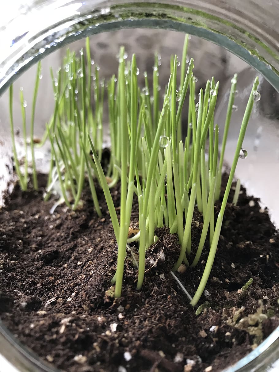 wheatgrass, terrarium, indoor growing, growth, plant, green color, dirt, nature, close-up, beginnings