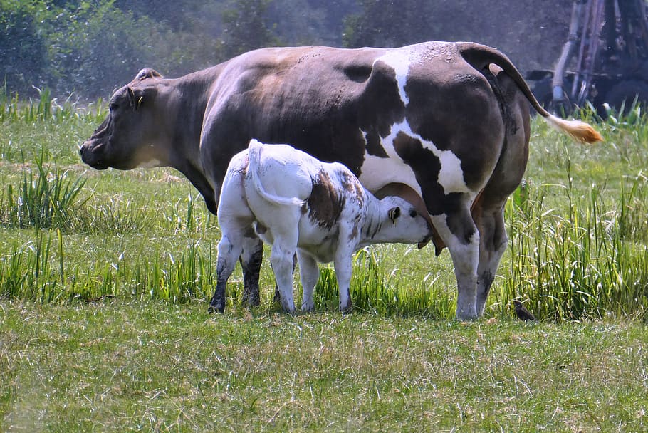 vaca con ternero, ternero, bebida, naturaleza, prado, primavera, navegador, suero de leche, campo, ganado animales jóvenes