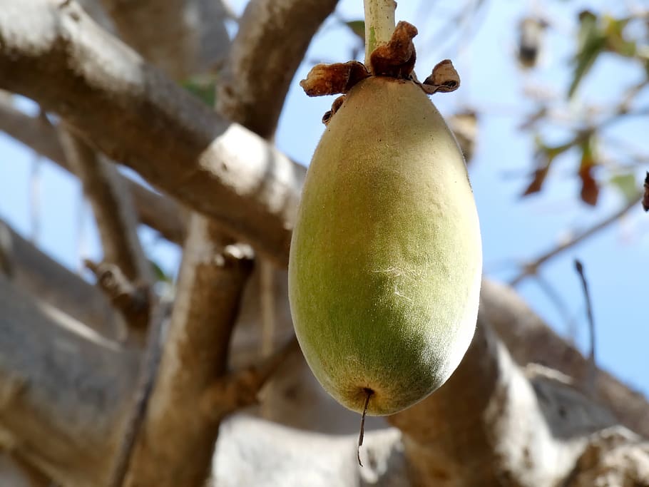 baobab, fruit, bread-of-monkey, africa, adansonia digitata, edible, bouyé, food, healthy eating, food and drink