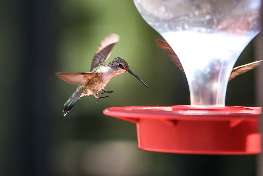 red, plastic hummingbird feeder, birds landing, feed., cute, feeding, small, wildlife, animals, backyard