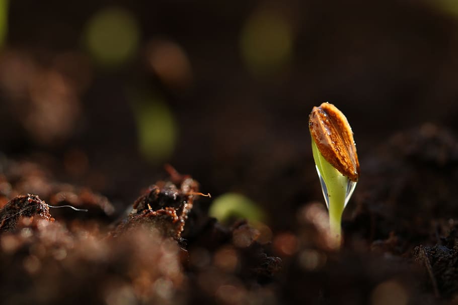 seed, germinate, spring, plant, nature, bet, germination, green, soil, the growth of the