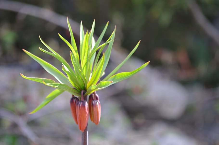 Fritillaria recurva. Liliaceae. Фритиллярия на окне. Цветок корона фото
