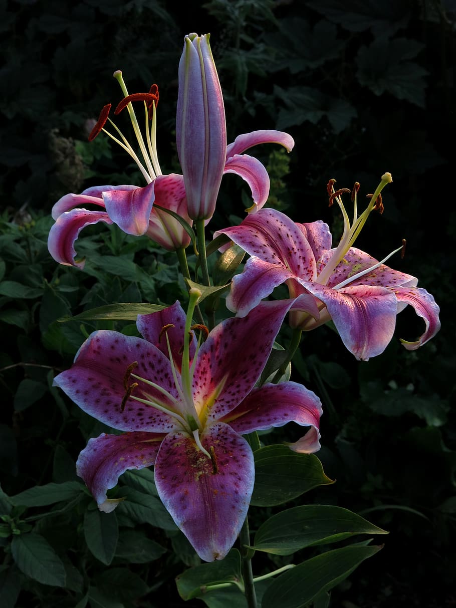lily, stargazer, red flower, flowers, nature, blossom, bloom, plant, close up, petal