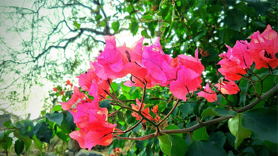 bougainvillea, flower, flowers, leaves, nature, green, pink, plant, beauty in nature, pink color