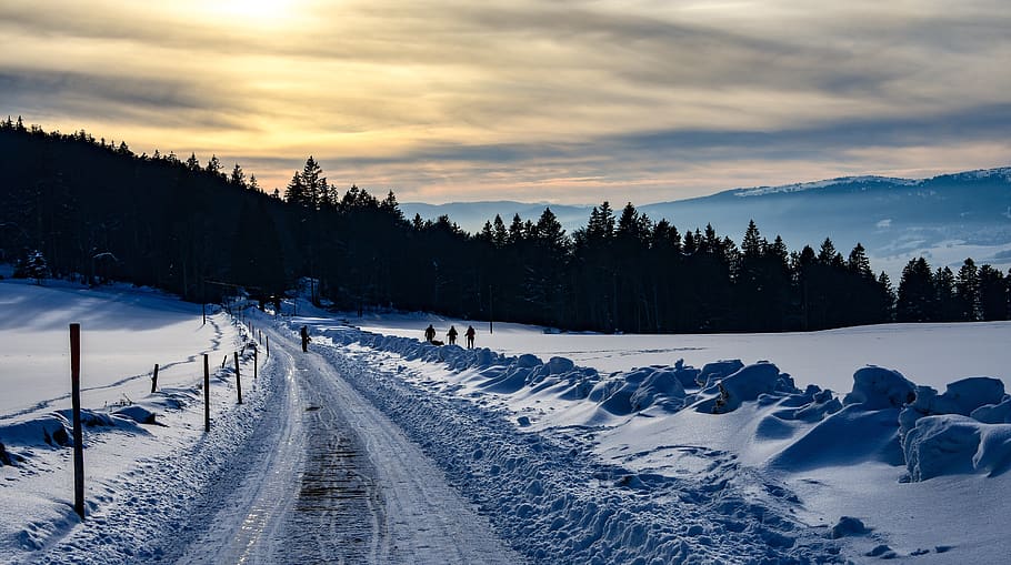 snow, path, walkers, promenade, trees, winter, cold, twilight, sky, scenic