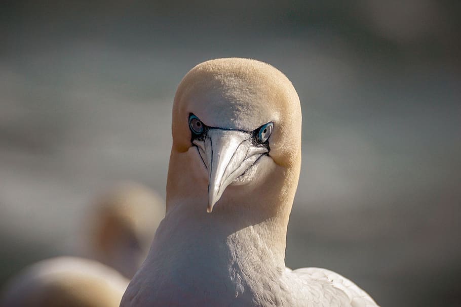northern gannet, sea bird, north sea, bird, animal world, nature, flying, sea, boobies, water bird
