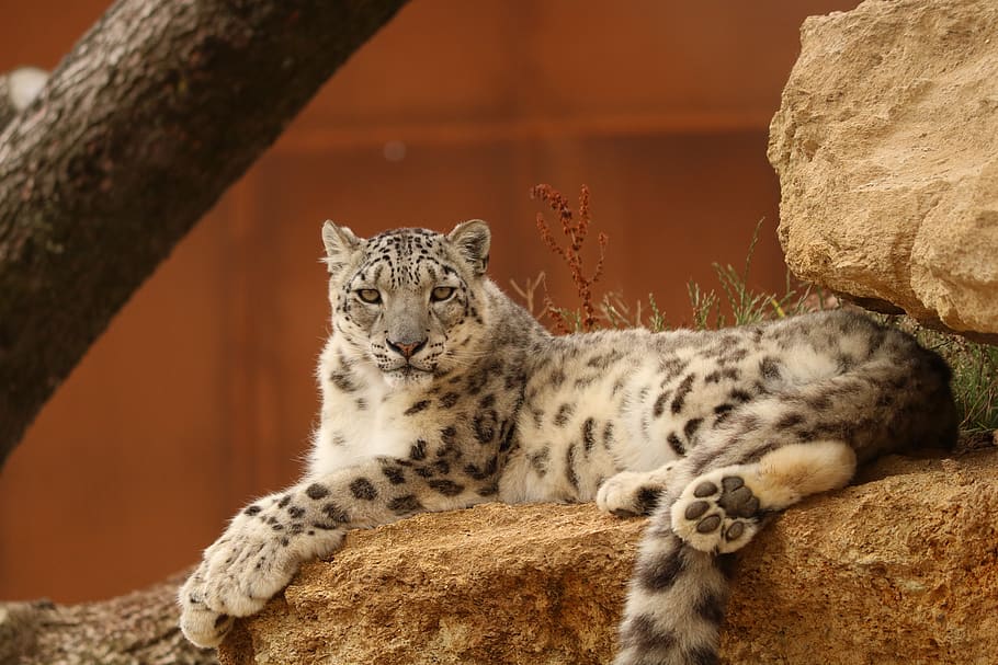 panther, snow leopard, zoo, tawny, predator, carnivore, feline, look, fauna, wild