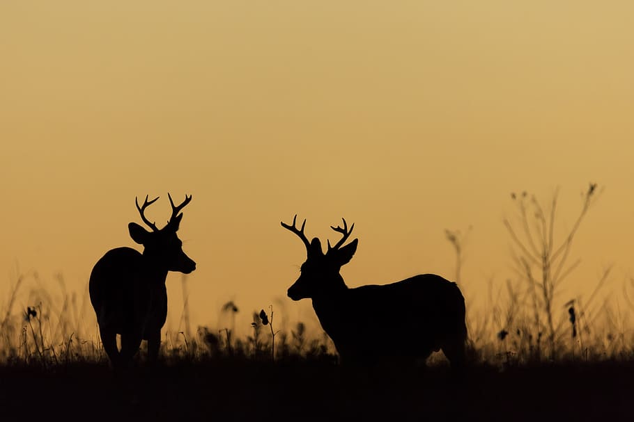 deer, whitetail, bucks, antlers, evening, sunset, dusk, silhouettes, wildlife, shenandoah national park