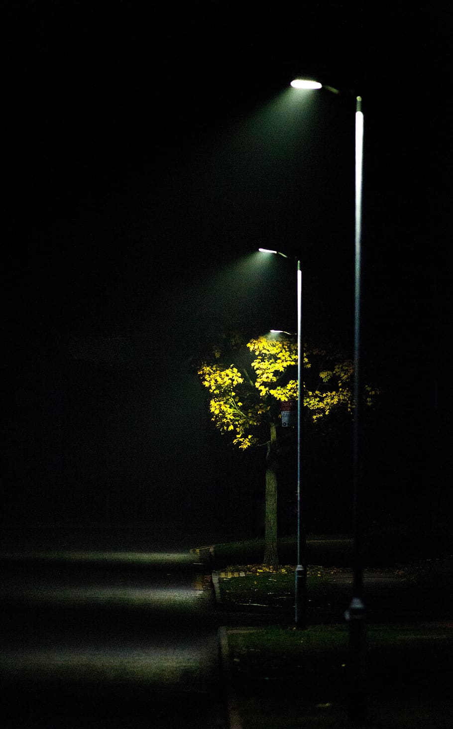 streetlight, mist, light, scene, autumn, outdoor, night, trees, illuminated Pxfuel