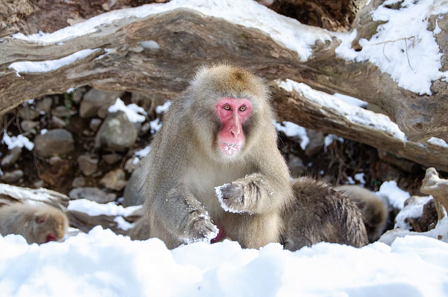 snow monkey, japanese macaque, japan, winter, wildlife, primate, snow, jigokudani snow monkey park, cold temperature, animal themes