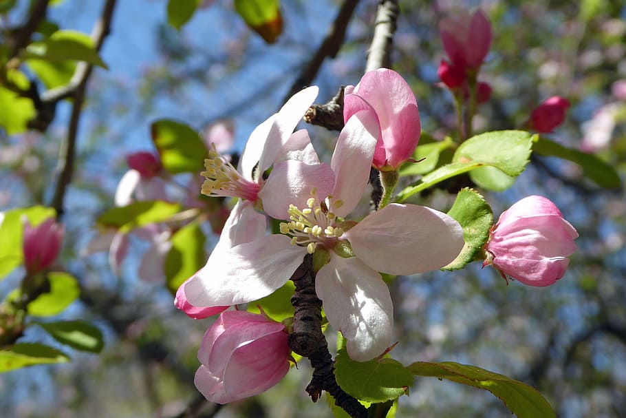 pink, apple, blossom, flowers., apple blossom flower apple tree blossoms, apple flower, flower blossom, apple blossom images, apple blossom pictures, pink flowers