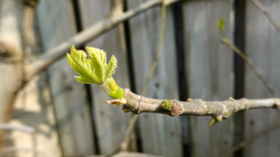 fig tree, spout, spring, nature, pruned, tree, button, prune, trim, leaf bud