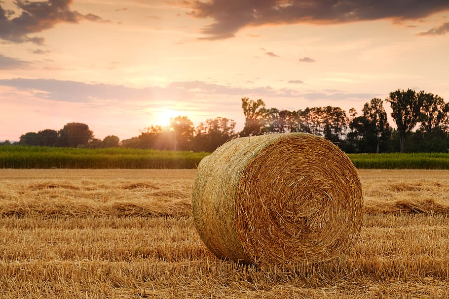 straw bales, straw, bale, stubble, cereals, agriculture, harvest, harvest time, dry, mood