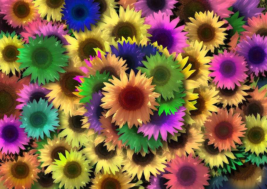 girasol, colorido, color, arte, popart, resumen, flores, flor, bloom,  fondos de pantalla | Pxfuel