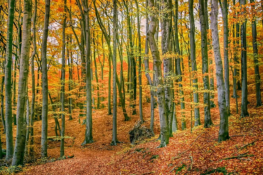 hutan musim gugur, alam, pohon, pohon gugur, hutan, dedaunan musim gugur, daun, suasana hati, lanskap, cerah