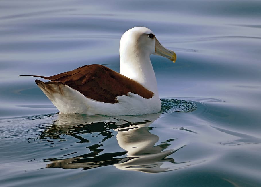 albatross, seabird, bird, water, ocean, floating, swimming, nature, feather, plumage