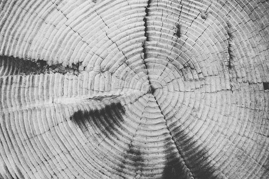 preto e branco, árvores, madeira, quadro completo, fundos, anel de árvore, texturizado, padrão, close-up, ninguém
