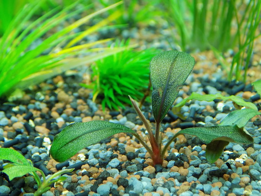 bucephalandra, aquarium plant, aquarium, green color, plant, growth, nature, leaf, plant part, day