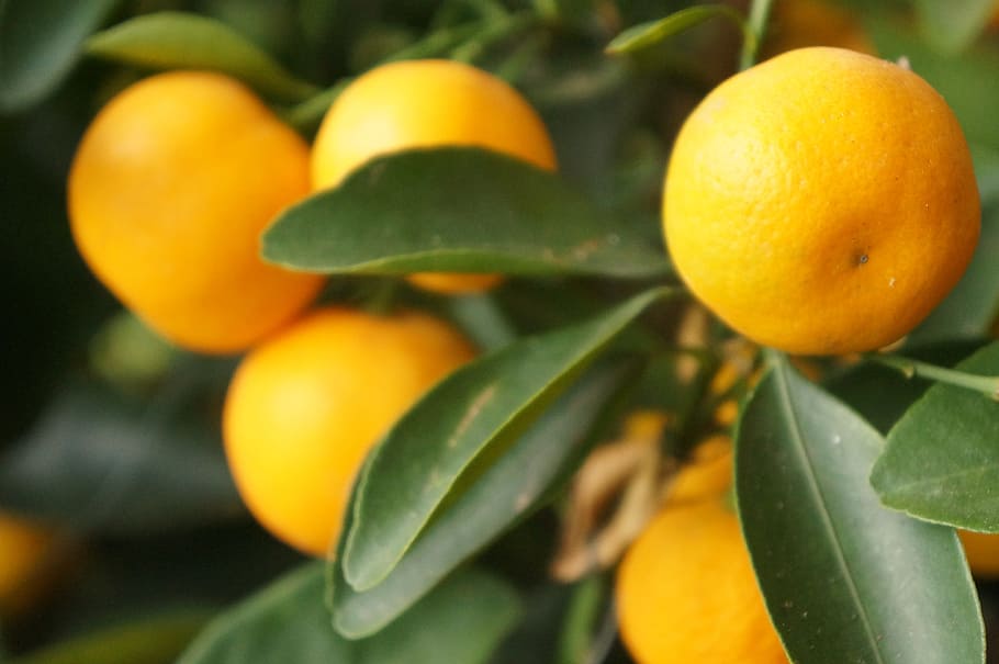 lemon, group, tree, yellow, sour, nature, food, food and drink, fruit, healthy eating