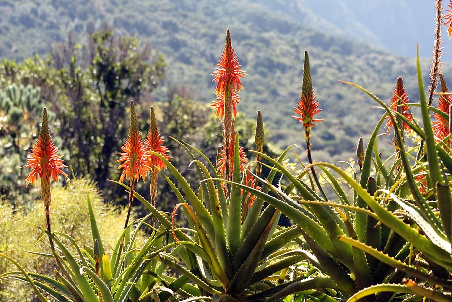 flower, flora, nature, outdoors, aloe, kirstenbosch, plant, growth, beauty in nature, flowering plant
