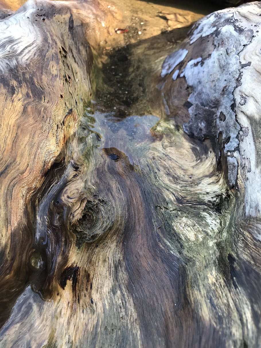 madeira flutuante, árvore, textura, costeira, natureza, resistiu, ninguém, close-up, quadro completo, dia