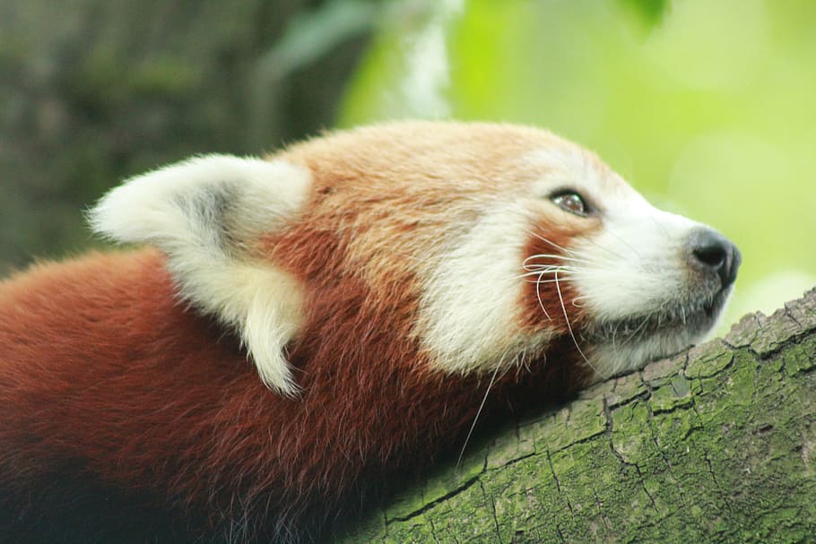 zoo, rotterdam, the red panda, one animal, animal, mammal, animal themes, close-up, animal wildlife, vertebrate